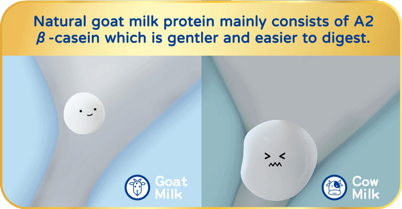 Natural goat milk protein mainly consists of A2 β-casein which is gentler and easier to digest.